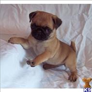 pug puppy posted by tcuppuppiesforsale5