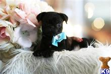 pug puppy posted by tcuppuppiesforsale5