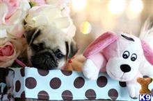 pug puppy posted by tcuppuppiesforsale5
