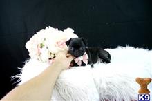 pug puppy posted by tcuppuppiesforsale5