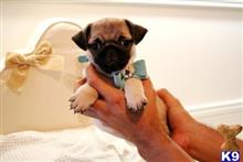 pug puppy posted by tcuppuppiesforsale5