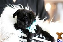 Pug