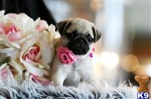 pug puppy posted by tcuppuppiesforsale5