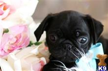 pug puppy posted by tcuppuppiesforsale5