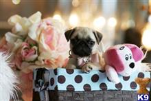 pug puppy posted by tcuppuppiesforsale5