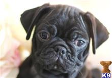 Pug