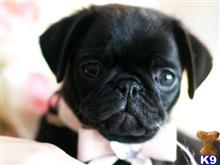 Pug