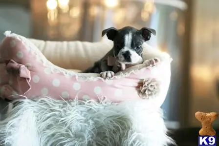 Boston Terrier puppy for sale