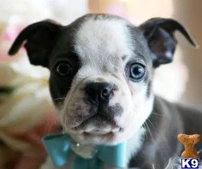 Boston Terrier puppy for sale