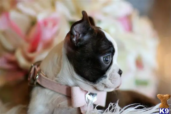 Boston Terrier puppy for sale