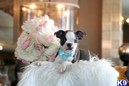 Boston Terrier puppy for sale
