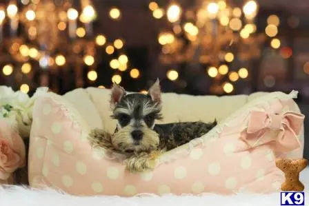 Miniature Schnauzer