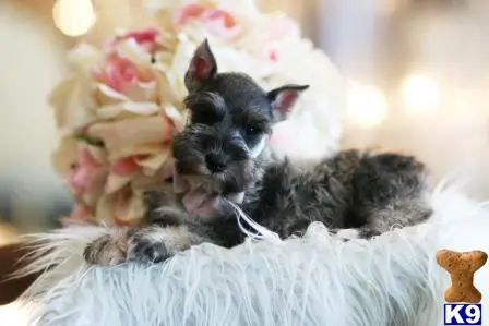 Miniature Schnauzer puppy for sale