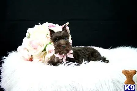 Miniature Schnauzer puppy for sale