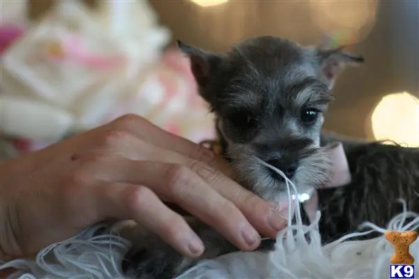 Miniature Schnauzer puppy for sale