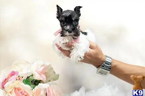 Miniature Schnauzer puppy for sale