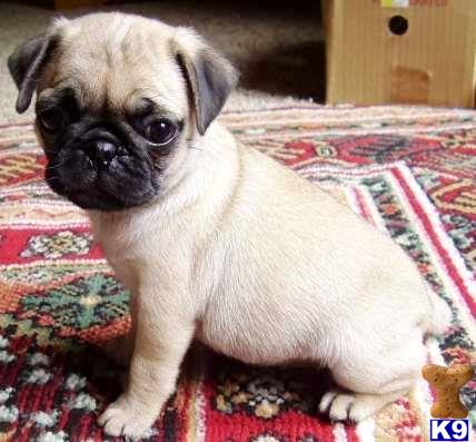 finance a puppy pug puppy for sale finance a stunning pug puppy today 8 weeks finance a puppy pug puppy for sale finance a stunning pug puppy today 8 weeks