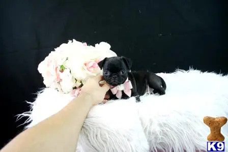 Pug puppy for sale