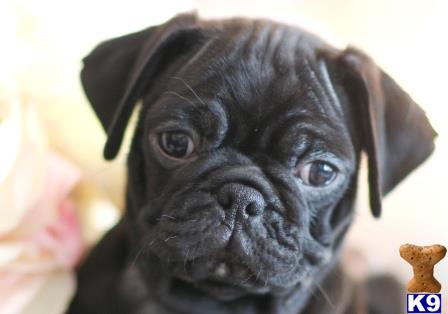 a close up of a pug dog