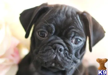 Pug puppy for sale