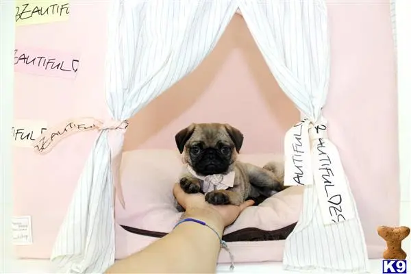 Pug puppy for sale