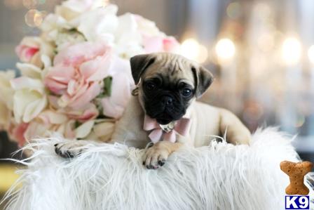 a pug dog wearing a white coat