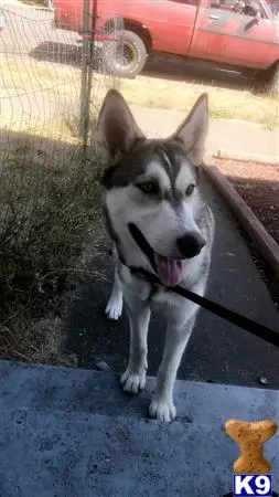 Siberian Husky female dog