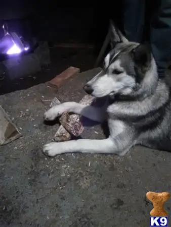 Siberian Husky female dog