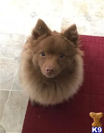 Pomeranian