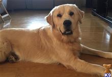 Jax available Golden Retriever puppy located in HOLLYWOOD