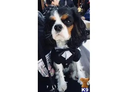 Cavalier King Charles Spaniel