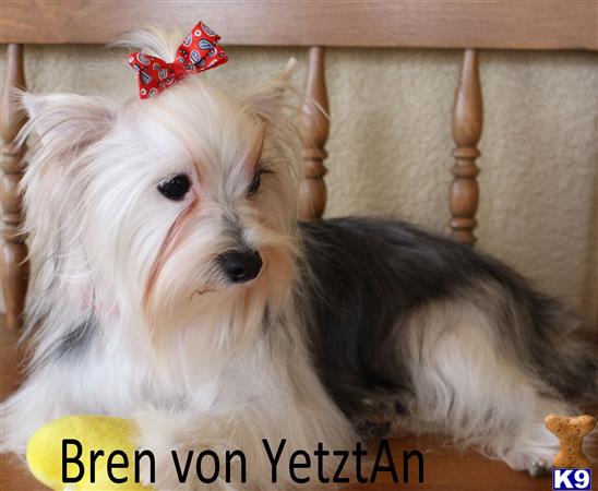 Biewer Yorkshire Terriers dog