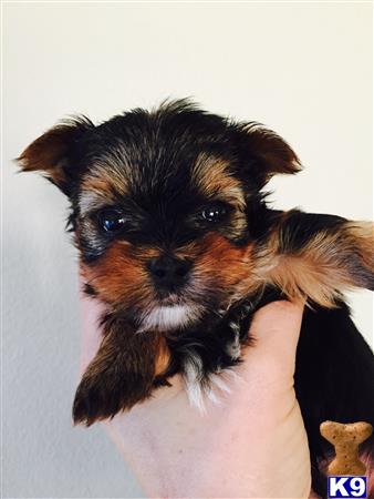 yorkshire terrier puppy posted by teacup-puppies