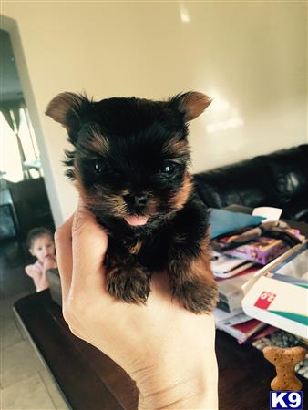 Yorkshire Terrier puppy for sale