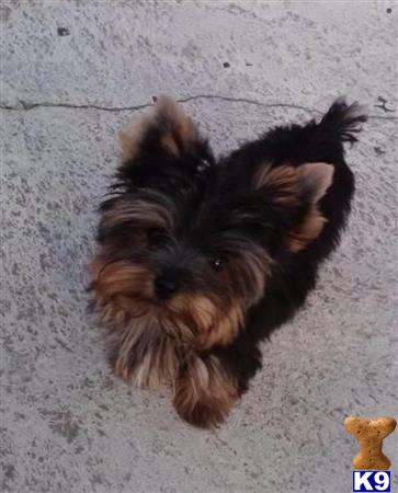 teacup yorkie stud fees terrier stud louie 2 7 lbs im seling him for 1400 pet and with teacup yorkie stud fees terrier stud louie 2 7 lbs im seling him for 1400 pet and with