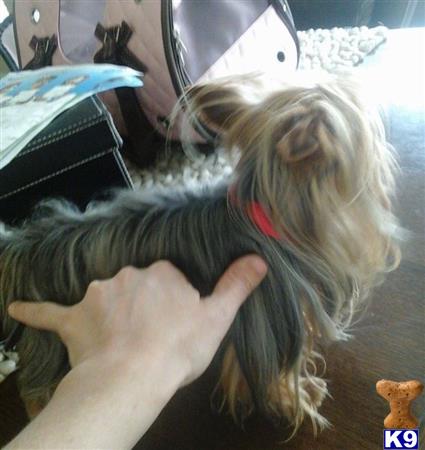 teacup yorkie stud fees terrier stud 1 5 lbs akc for stud with 3 to 4 lbs 6 years teacup yorkie stud fees terrier stud 1 5 lbs akc for stud with 3 to 4 lbs 6 years