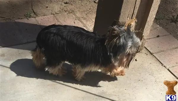 Yorkshire Terrier stud dog