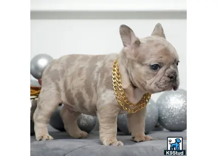 a small french bulldog dog wearing a gold collar