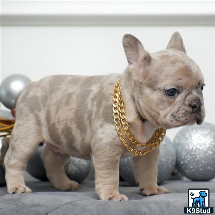 a small french bulldog dog wearing a gold collar
