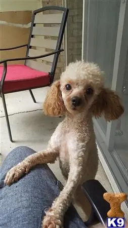 Poodle female dog