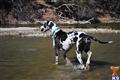 Great Dane stud dog: Black and white Great Dane wading in shallow water
