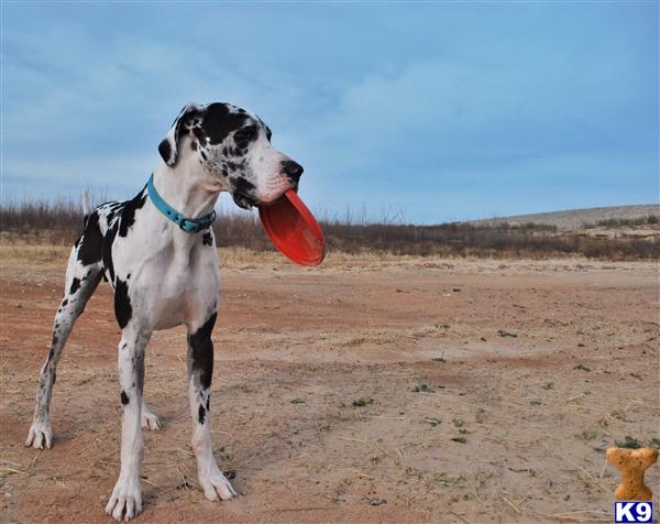 Great Dane stud dog