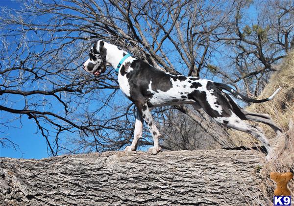 Great Dane stud dog