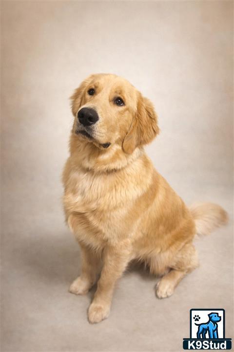a golden retriever dog sitting looking at the camera