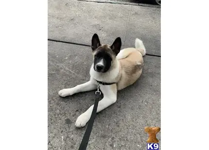 Akita stud dog: a akita dog lying on the ground