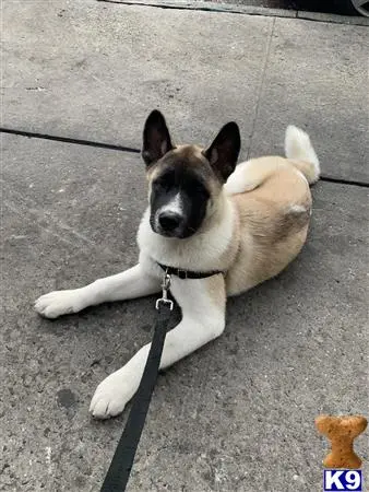 Akita stud dog: a akita dog lying on the ground
