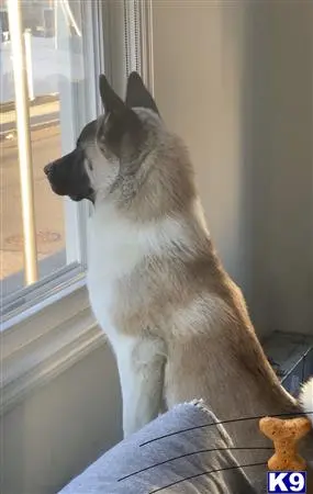 Akita stud dog: a akita dog sitting on a couch