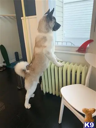Akita stud dog: a akita dog jumping up in the air