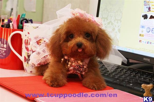 poodle puppy posted by teddy5299