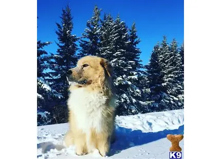 Alaskan Malamute